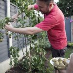 The British Gardener’s Guide to Buy Fruit Trees for Better Seasonal Interest
